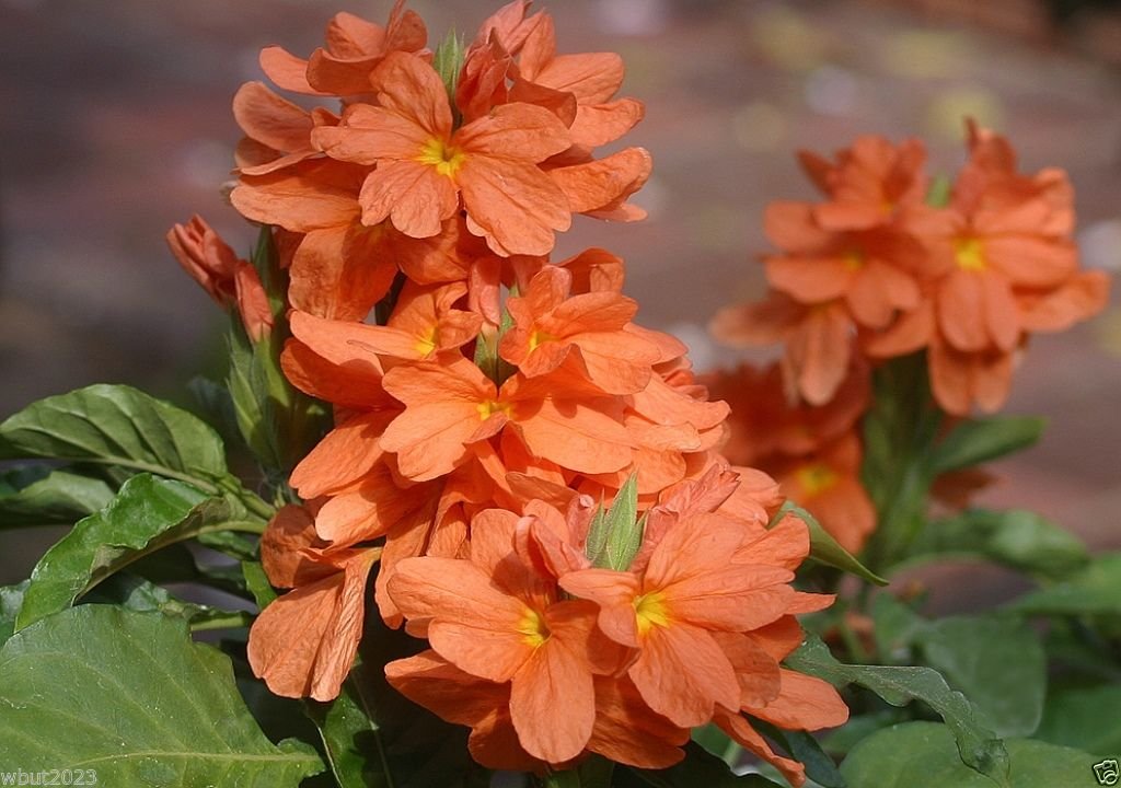 Amazon.com : Crossandra Orange Marmalade 5 Seeds- Firecracker